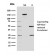 ERCC1 / RAD10 (Tumor Progression Marker)(ERCC1/2683), CF488A conjugate, 0.1mg/mL
