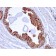 PMEPA1 / TMEPAI (Tumor Suppressor Oncoprotein)(PMEPA1/2696), CF488A conjugate, 0.1mg/mL