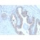 PMEPA1 / TMEPAI (Tumor Suppressor Oncoprotein)(PMEPA1/2697), CF488A conjugate, 0.1mg/mL