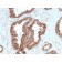 PMEPA1 / TMEPAI (Tumor Suppressor Oncoprotein)(PMEPA1/2698), CF488A conjugate, 0.1mg/mL