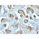 Laminin Receptor / RPSA (Marker of Metastatic Potential)(RPSA/2699), CF488A conjugate, 0.1mg/mL