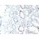 RAD51 (Prognostic and Response to Chemotherapy Marker)(RAD51/2702), CF488A conjugate, 0.1mg/mL