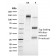 Tal1(TAL1/2707), CF488A conjugate, 0.1mg/mL