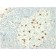 CD68 (Macrophage Marker)(C68/2709), CF488A conjugate, 0.1mg/mL