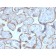 PAPP-A / Pappalysin-1 (Marker of Atherosclerosis and Aneuploid Fetus)(PAPPA/2716), CF488A conjugate, 0.1mg/mL