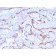 PAPP-A / Pappalysin-1 (Marker of Atherosclerosis and Aneuploid Fetus)(PAPPA/2718), CF488A conjugate, 0.1mg/mL