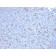 PDCD1 / PD1 / CD279 (Programmed Cell Death 1)(PDCD1/2720), CF488A conjugate, 0.1mg/mL