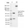 PD-L1 / PDCD1LG1 / CD274 / B7-H1 (Cancer Immunotherapy Target)(PDL1/2742), CF488A conjugate, 0.1mg/mL