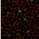 PD-L1 / PDCD1LG1 / CD274 / B7-H1 (Cancer Immunotherapy Target)(PDL1/2743), CF488A conjugate, 0.1mg/mL