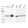 PD-L1 / PDCD1LG1 / CD274 / B7-H1 (Cancer Immunotherapy Target)(PDL1/2744), CF488A conjugate, 0.1mg/mL