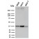 RAD51 (Prognostic and Response to Chemotherapy Marker)(RAD51/2753), CF488A conjugate, 0.1mg/mL