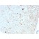 Biotium BNC882786-100, Calretinin / Calbindin 2 (Mesothelioma Marker)(CALB2/2786), CF488A conjugate, 0.1mg/mL