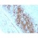 CD63 (Late Endosomes Marker)(LAMP3/2789), CF488A conjugate, 0.1mg/mL