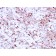 Biotium BNC882791-100, Cathepsin K (Marker of Tumor Invasiveness)(CTSK/2791), CF488A conjugate, 0.1mg/mL