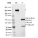 CD54 / ICAM-1(15.2), CF488A conjugate, 0.1mg/mL