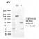 CD72 (B Cell Marker)(BU40), CF488A conjugate, 0.1mg/mL