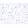 FCGRT / FcRn (IgG Transporter)(FCGRT/2932), CF488A conjugate, 0.1mg/mL