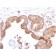 CD47 / IAP (Integrin Associated Protein)(CD47/2937), CF488A conjugate, 0.1mg/mL