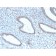 TLE1 (Synovial Sarcoma Marker) (TLE1/2946R), CF488A conjugate, 0.1mg/mL