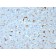 Biotium BNC882953-100, C1QA / Complement C1q A-Chain(C1QA/2953), CF488A conjugate, 0.1mg/mL