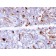 Biotium BNC882956-100, C1QA / Complement C1q A-Chain(C1QA/2956), CF488A conjugate, 0.1mg/mL