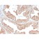 CD47 / IAP (Integrin Associated Protein)(CD47/3019), CF488A conjugate, 0.1mg/mL