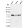 Cyclin A1(XLA1-3), CF488A conjugate, 0.1mg/mL