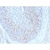 HPV16 E1/E4 (Human Papilloma Virus 16)(HPV16 E1/E4), CF488A conjugate, 0.1mg/mL