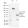 HPV16 E2 (Human Papilloma Virus 16)(TVG 261), CF488A conjugate, 0.1mg/mL