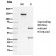 Biotium BNC883076-100, APC / Adenomatous Polyposis Coli / FAP (Tumor Suppressor)(ALi 12-28), CF488A conjugate, 0.1mg/mL