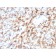 Biotium BNC883082-100, Cathepsin D (Tumor Marker)(CTSD/3082), CF488A conjugate, 0.1mg/mL