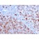 Biotium BNC883083-100, Cathepsin D (Tumor Marker)(CTSD/3083), CF488A conjugate, 0.1mg/mL
