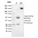PLK1 (Marker of Mitosis)(AZ44), CF488A conjugate, 0.1mg/mL