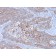 E-Cadherin (CDH1) / CD324 (Intercellular Junction Marker)(CDH1/3256), CF488A conjugate, 0.1mg/mL