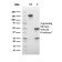 Lymphocyte Activation Gene 3 (LAG-3) (Negative Checkpoint Regulator)(LAG3/3261), CF488A conjugate, 0.1mg/mL