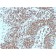 Nucleophosmin (Acute Myeloid Leukemia Marker)(NPM1/3287), CF488A conjugate, 0.1mg/mL