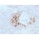 TRAF1 (TNFR-Associated Factor 1) (Lymphomatoid Papulosis Marker)(TRAF1/3298), CF488A conjugate, 0.1mg/mL
