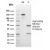 Biotium BNC883433-100, Bcl-6 (Follicular Lymphoma Marker)(rBCL6/1475), CF488A conjugate, 0.1mg/mL
