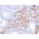 Decorin(DCN/3523), CF488A conjugate, 0.1mg/mL