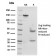 Langerin / CD207 (Marker of Langerhans Cells)(rLGRN/1821), CF488A conjugate, 0.1mg/mL