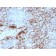 CD61 / Integrin '3 / Platelet Glycoprotein IIIa (Platelet Marker)(rITGB3/2145), CF488A conjugate, 0.1mg/mL