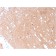 Tubulin beta 3 / TUBB3 (Neuronal & Stem Cell Marker)(TUBB3/3731), CF488A conjugate, 0.1mg/mL