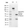 MALT1 (MALT-Lymphoma Marker)(rMT1/410), CF488A conjugate, 0.1mg/mL