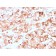 Prolactin Receptor (hPRL Receptor)(rPRLR/742), CF488A conjugate, 0.1mg/mL