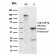 TPO (Thyroid Peroxidase) (Thyroid Marker)(TPO/3813R), CF488A conjugate, 0.1mg/mL