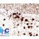 pgp9.5 (UCHL-1)(31A3), CF594 conjugate, 0.1mg/mL
