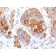 CD86(BU63), CF594 conjugate, 0.1mg/mL