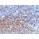 Human IgG Immunoglobulin(IG266), CF594 conjugate, 0.1mg/mL