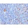 Fascin-1(FSCN1/417), CF594 conjugate, 0.1mg/mL