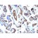 Moesin(MSN/491),  CF594 conjugate, 0.1mg/mL